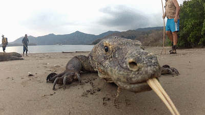 a-gif-shows-a-komodo-dragon-licking-a-camera-on-a-beach.gif
