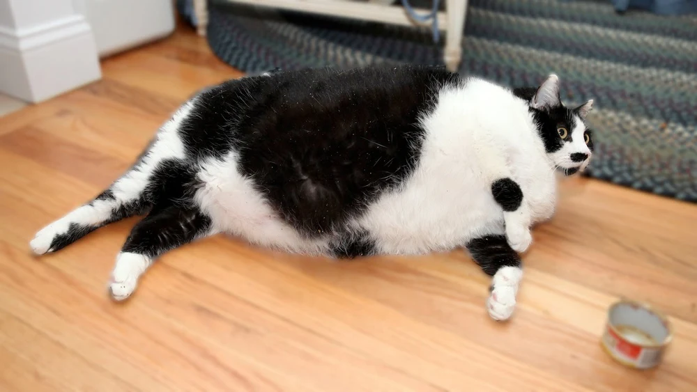 Cat.webp