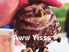 giphy (17).gif