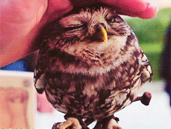 giphy (3).gif