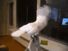 metal-parrot.gif
