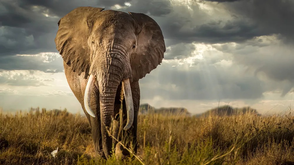 Wallpaper 4k Elefant.webp