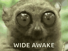 wide-awake-cant-sleep.gif