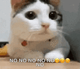 no.gif