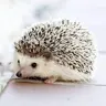 Igel