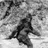Macready